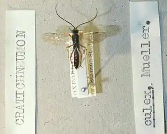 Cratichneumon culex