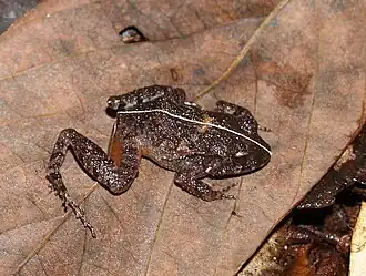 Craugastor polyptychus