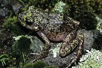 Craugastor tarahumaraensis