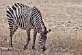 Crawshays zebra in South Luangwa National Park met de typische smalle strepen