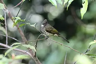 Sumatraanse buulbuul