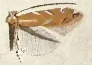 Cremastobombycia solidaginis