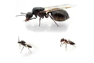 Crematogaster auberti