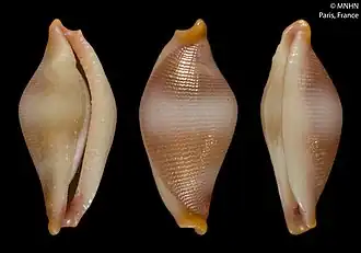 Crenavolva aureola