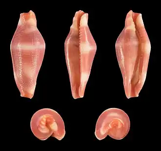 Crenavolva striatula