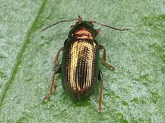 Crepidodera pluta