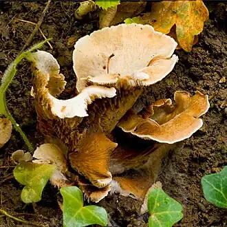 Crepidotus autochthonus