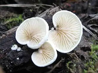 Crepidotus bresadolae