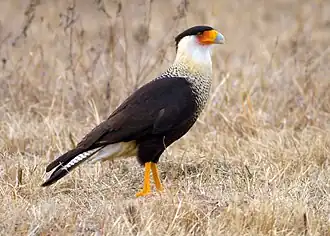 Noordelijke kuifcaracara