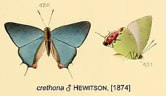 Cyanophrys crethona