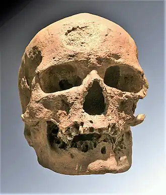 Cro-Magnon 1 (Musee de l'Homme, Parijs)