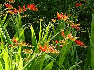 Crocosmia