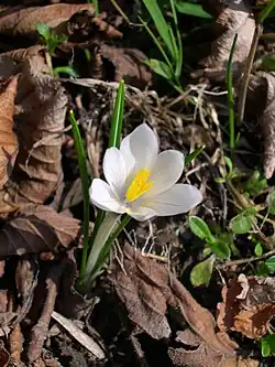 Close-up van Crocus vernus subsp. albiflorus
