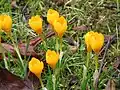 Crocus ancyrensis