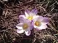 Crocus carpetanus