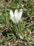 Crocus vernussubsp. albiflorus