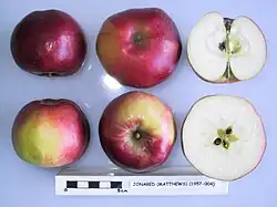 Amerikaanse Jonareds met maatstokje, 5 cm