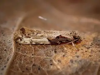 Crypsitricha pharotoma