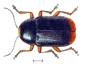 Cryptocephalus chrysopus