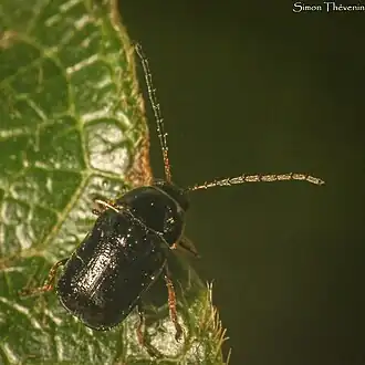 Cryptocephalus turcicus