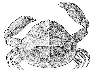 Cryptocnemus calmani