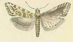 Cryptocochylis conjunctana
