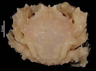 Cryptodromia marquesas