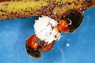 Cryptolaemus montrouzieri