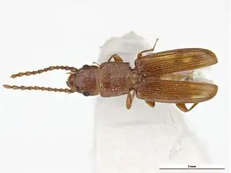 Cryptolestes turcicus