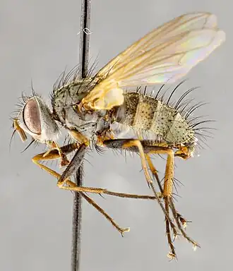 Cryptomeigenia hinei