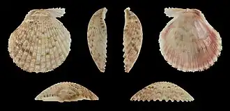 Cryptopecten nux