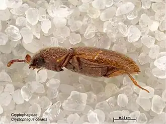 Cryptophagus cellaris