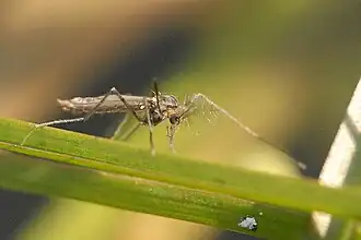 Cryptotendipes pseudotener