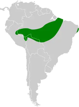 Braziliaanse tinamoe