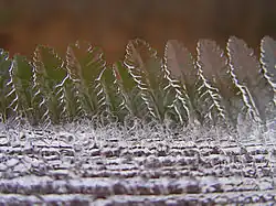 Dendritische ijskristallen in verticale richting.