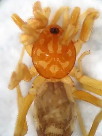 Cubanops ludovicorum