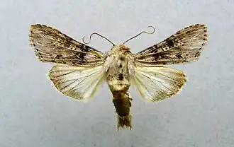 Cucullia absinthii
