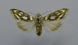Cucullia argentea