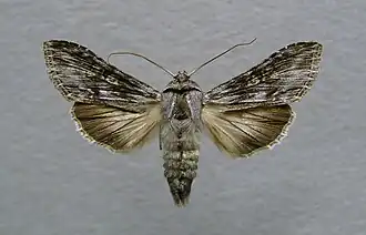 Cucullia xeranthemi