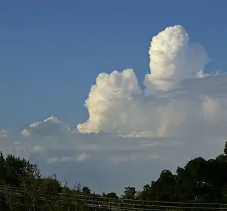 Cumulus congestus
