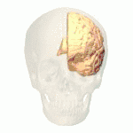 Illustratie van de cuneus van de linkergrotehersenhelft, rood gekleurd.