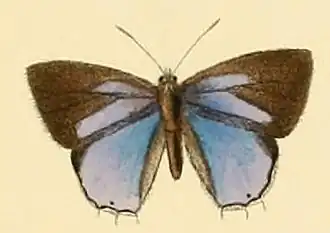 Cupidesthes thyrsis