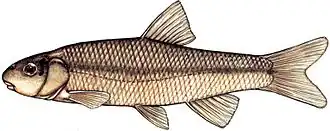 Exoglossum maxillingua