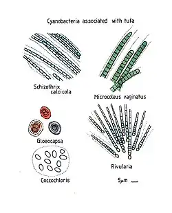Verschillende blauwwiersoorten in coenobia
