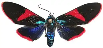 Cyanopepla scintillans