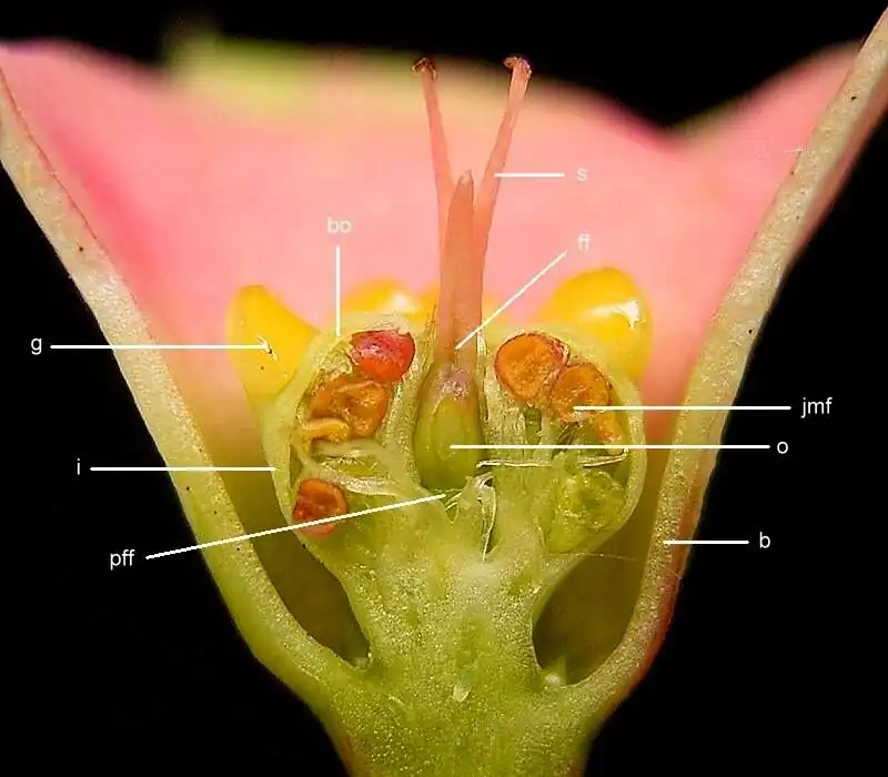Christusdoorn (Euphorbia milii)b= Kelkblad, i=  Involucrum, g= Honingklier, bo= Top van de bracteool, jmf= Onrijpe mannelijke bloem, ff= Vrouwelijke bloem, o= Vruchtbeginsel, s= Stempel, pff= Steel van de vrouwelijke bloem.