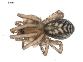 Cybaeus sinuosus