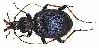 Cychrus attenuatus