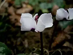 met witte bloemen(C. coum f. pallidum)
