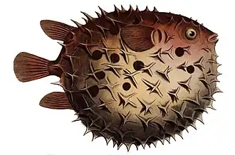 Cyclichthys orbicularis